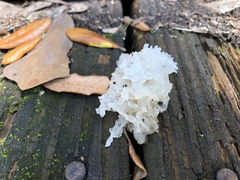 Tremella fuciformis