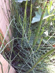 Equisetum