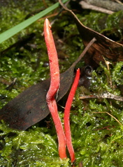Clavulinopsis sulcata image