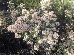 Pomaderris obcordata