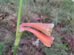 Polianthes zapopanensis