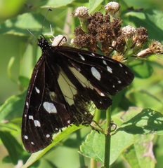 Amauris albimaculata