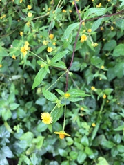 Melampodium microcephalum