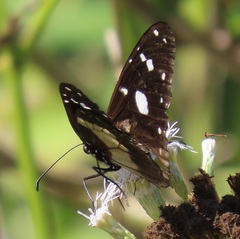 Amauris albimaculata