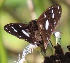 Amauris albimaculata