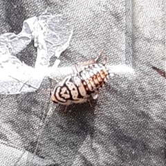 Aglaopteryx gemma