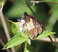 Amauris albimaculata