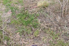Poa annua