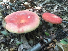 Russula flavisiccans