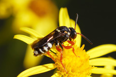 Nomada rufipes