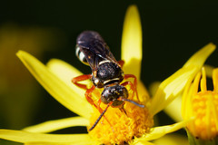 Nomada rufipes