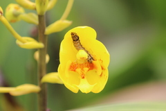 Spathoglottis kimballiana