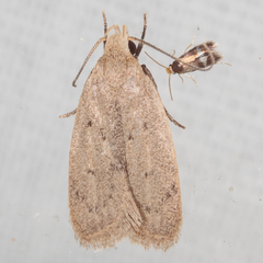 Inga obscuromaculella