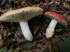 Russula flavisiccans