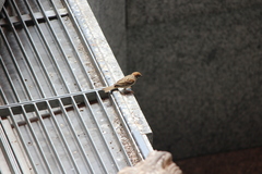 Passer montanus malaccensis