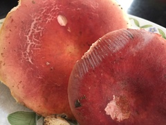 Russula flavisiccans
