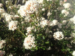 Pomaderris obcordata