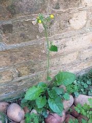 Youngia japonica