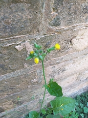 Youngia japonica
