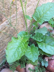 Youngia japonica