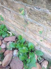 Youngia japonica