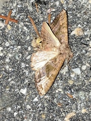 Phlogophora periculosa