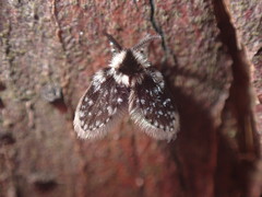 Lepiseodina conspicua