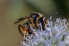 Andrena rosae