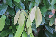 Cinnamomum iners