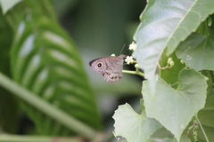 Ypthima horsfieldii humei