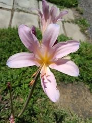 Amaryllis belladonna
