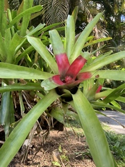 Neoregelia