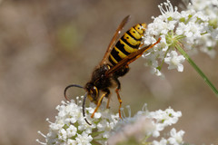Dolichovespula media