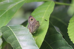 Ypthima horsfieldii humei
