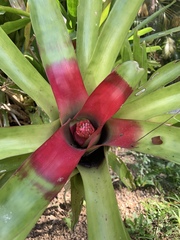 Neoregelia