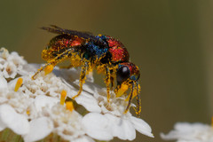 Hedychrum chalybaeum