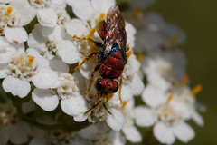 Hedychrum chalybaeum