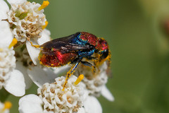 Hedychrum chalybaeum