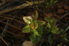 Xylosma spiculifera