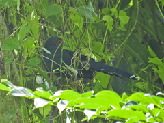 Phaenicophaeus sumatranus