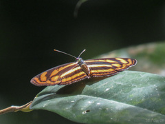 Lasippa tiga siaka