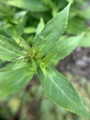 Lobelia × speciosa