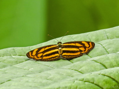 Lasippa tiga siaka