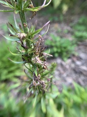 Lobelia × speciosa