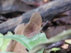 Faunis canens arcesilas