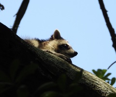 Procyon lotor