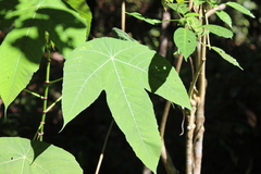 Macaranga bancana