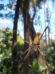 Trichonephila clavipes image