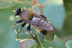 Laphria champlainii
