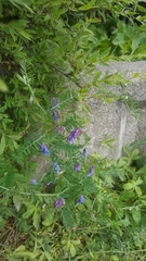 Vicia cracca